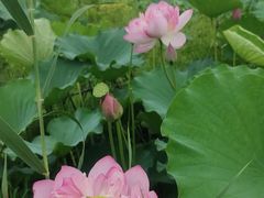 -池杉湖湿地公园