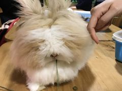 -藦茜花园宠物主题亲子互动体验馆(国顺东路店)