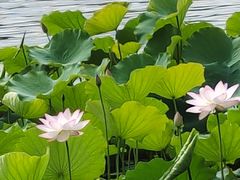 -荔湾湖公园