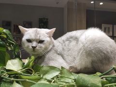 -藏猫猫咖啡主题馆(中央大道店)