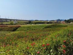 -光明小镇欢乐田园