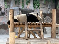 -栾川竹海野生动物园