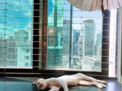 -楼上猫咖(罗湖店)