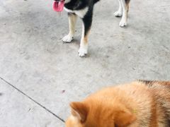 -柴犬高等学院·狗咖·柴犬售卖·宠物训练