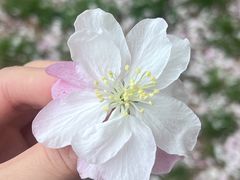 -海棠花溪(元大都城垣遗址公园)