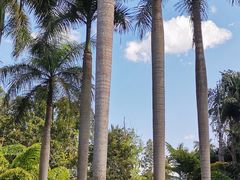 -中国科学院西双版纳热带植物园
