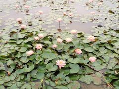 -松山湖风景区松湖烟雨