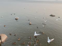 -深圳湾公园(南山区)