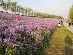 -洨河生态公园