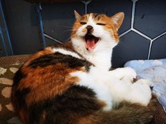 -Anne猫窝咖啡屋