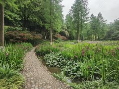 -重庆彩云湖湿地公园