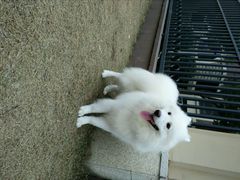 -喵宠乐园·撸猫互动·猫舍