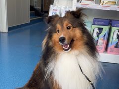 -创凡宠物医院·骨专科  猫科中心(西乡分院)