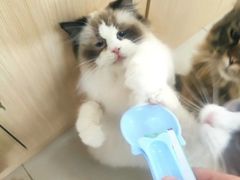 -鼓捣猫呢主题猫咖店