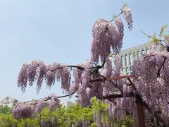 -嘉定紫藤园