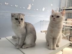 -喵的天空名猫咖啡馆·撸猫·猫舍·用品