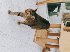 -喵园·猫主题咖啡厅·撸猫·猫咖(国贸店)