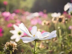 -曲江薰衣草庄园