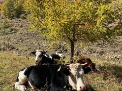 -苏木山森林公园