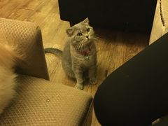 -猫色咖啡·猫咖