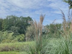 -桤木河湿地公园