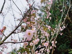 -桃花涧