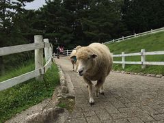 -神户市立六甲山牧场