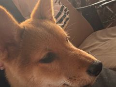 -柴犬高等学院·狗咖·柴犬售卖·宠物训练