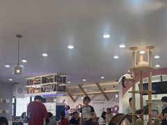 -喵园·猫主题咖啡厅·撸猫·猫咖(国贸店)