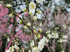 -无锡梅园公园