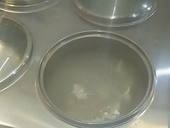 -石老头关东饺子王·东北菜(嘉华鑫城店)