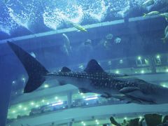 -成都浩海立方海洋公园