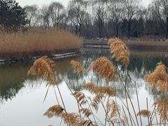 -大兴滨河森林公园