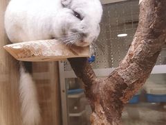 -藦茜花园宠物主题亲子互动体验馆(国顺东路店)