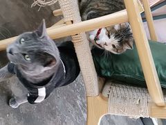 -喵屿·大理花园猫咖