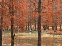 -白鹭湾湿地公园