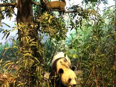 -陕西自然博物馆