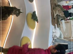 -COLOR PETS 撸猫馆·购猫·猫咖(长风大悦城店)