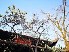 -灵谷景区
