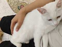 -柚子猫舍·精品猫舍购猫·猫咪认养·购宠·宠物店