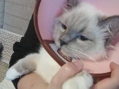 -伟伟宠物医院·瑞派猫友好医院·猫科(光谷店)