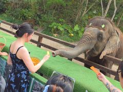 -野象谷景区