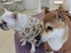 -怪兽屋·羊驼·猫咖·狗咖(俊华广场店)