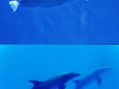 -海合安成都极地海洋公园