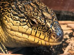 -帕帕拉兹宠物(亚洲旗舰店)