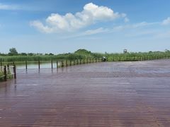 -盐城丹顶鹤湿地生态旅游区