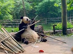 -都江堰中华大熊猫苑