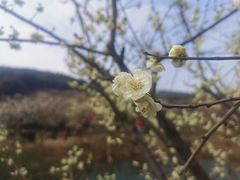 -东山风景区(洞庭东山)