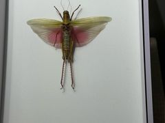 -烟台市博物馆