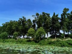 -洪湖生态旅游区